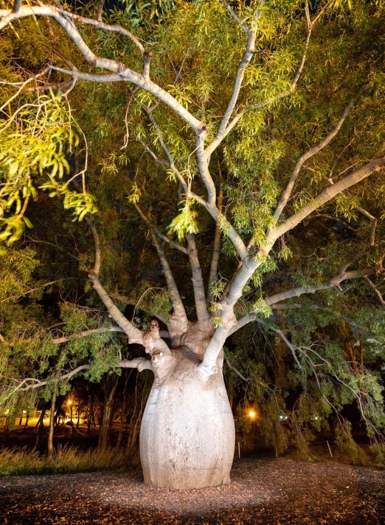 Romaslargestbottletreenight850 Roma Revealed